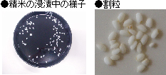 精米・無洗米のイメージ